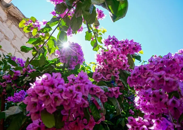 부티크 게스트 어커머데이션 제피로스